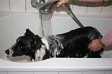 BAIN - BORDER COLLIE 011